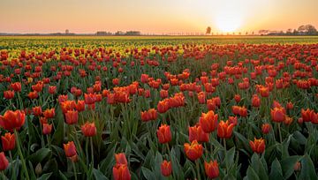 Tulpen veld bij zonsondergang van Peter de Jong