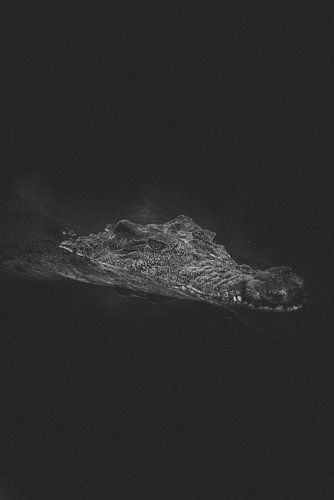 Zwart wit portret van een krokodil uit de Australian Zoo