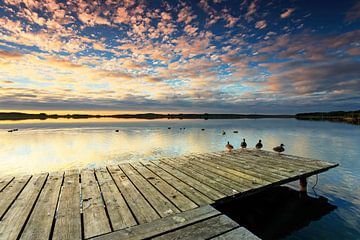 Steg mit Enten im Sonnenuntergang