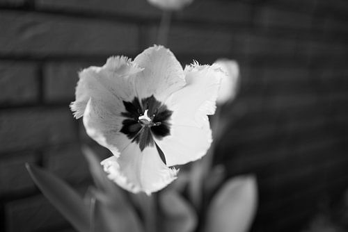 De eerste bloemen in de tuin in het Emsland