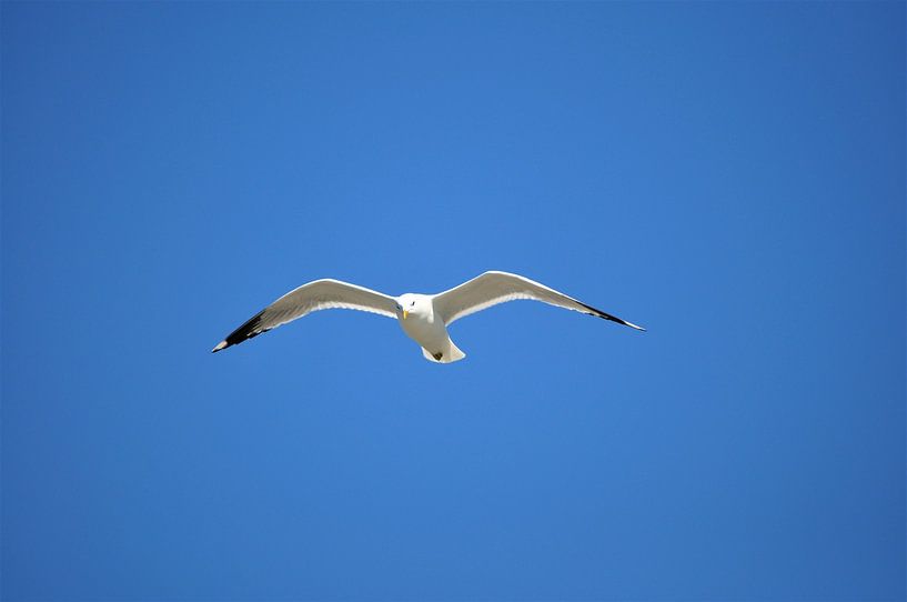 Seagull in flight by Philipp Klassen