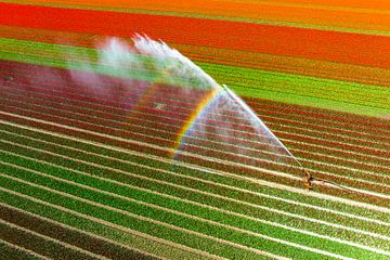 Tulpen in een veld besproeid door een landbouwsproeier van Sjoerd van der Wal Fotografie