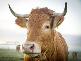 Vache sur Dirk van Egmond