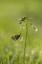 orange tip - Anthocharis cardamines by Margriet Louwen