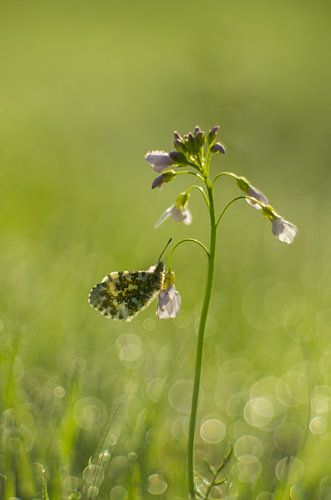 pointe d'orange - Anthocharis cardamines