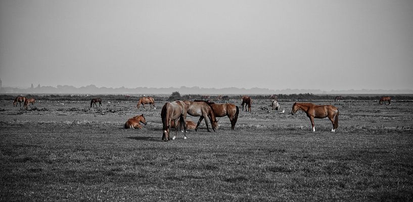 Paarden landschap van MPA ARTS