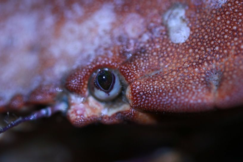 Irish crab by Bärbel Severens