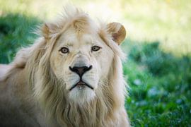 Weisser Löwe von Bojan Radisavljevic