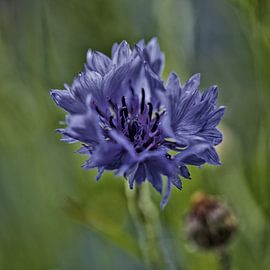 Blume von Ron Kleinjans