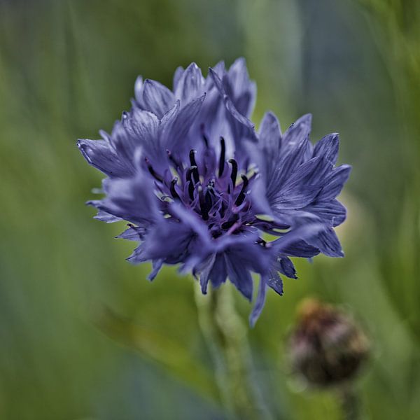 Flower by Ron Kleinjans