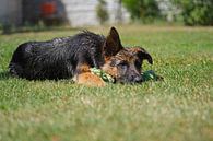 Schapenhond (puppy) liggend met speelbot van Babetts Bildergalerie thumbnail