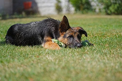 Schapenhond (puppy) liggend met speelbot