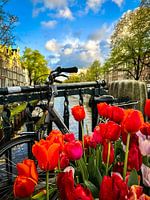 Amsterdam Rozengracht Tulpen