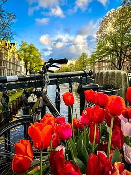 Amsterdam tulpen aan de Rozengrach van Nicoletta Tavella