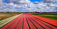 Bloemenvelden met Nederlandse Tulpen