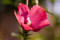 rosa Hibiskus von Tania Perneel Miniaturansicht