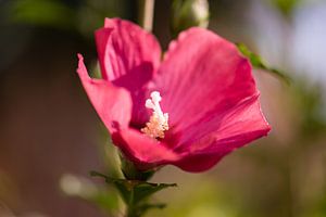 rosa Hibiskus