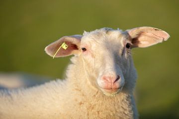 Schafe in Zeeland