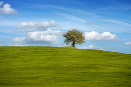 Einzelner Baum auf sanfter grüner Wiese von ManfredFotos