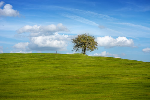 Een enkele boom op een glooiende groene weide