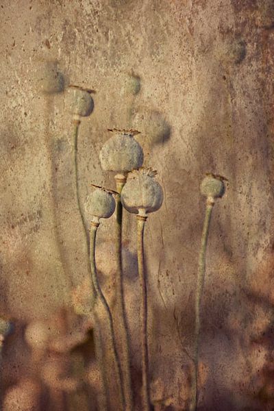 uitgebloeide papavers by Els Fonteine