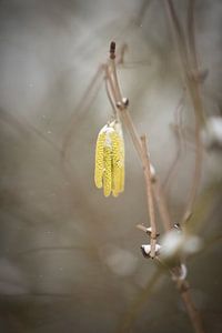 macro sneeuwfoto | gele bloemen in de winter | sneeuw in het bos | witte kleuren | winterfoto van Karijn | Fine art Natuur en Reis Fotografie