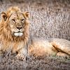 Lion couché Taita Hills Kenya sur Marjolein van Middelkoop