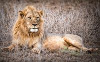 Reclining lion Taita Hills Kenya by Marjolein van Middelkoop thumbnail