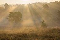 zonnestralen in de mist von Francois Debets Miniaturansicht