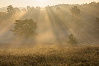 zonnestralen in de mist