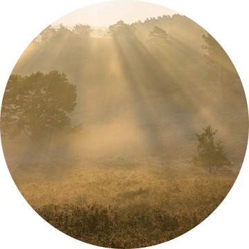 zonnestralen in de mist van Francois Debets