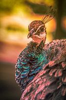 peacock