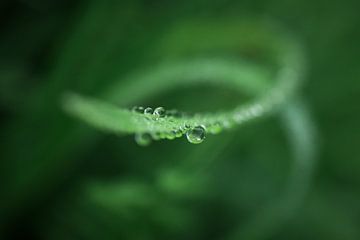 Dewdrops on grass by Jan Eltink