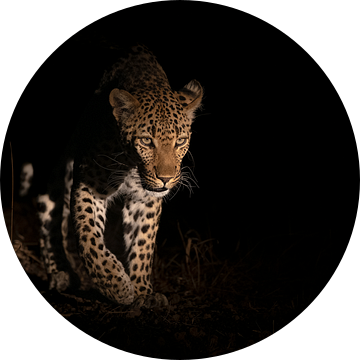 Luipaard doemt op uit het donker