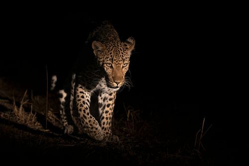 Un léopard émerge de l'obscurité