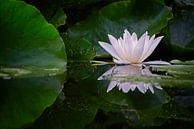 Witte Waterlelie Reflectie I van marlika art thumbnail