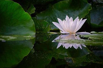 White water lily reflection I by marlika art