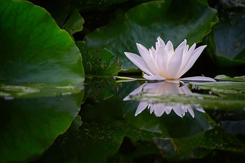 Witte Waterlelie Reflectie I van marlika art
