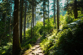 chemin forestier avec rayons de soleil