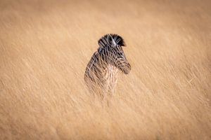 Zebra in der Natur