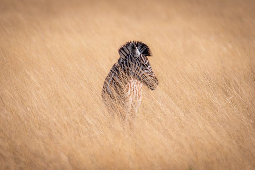 Zebra in nature by Thomas Bartelds