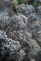 Covered with frost