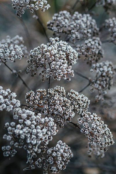 Covered with frost von Petra de Jong Fotografie - Beeldmaker