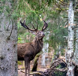 Cerf