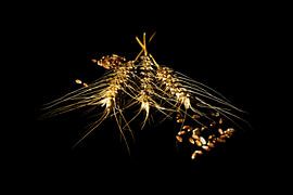 Getreide von Jan Tuns