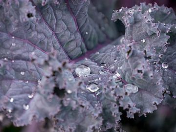 Water droplets on cabbage by Moniek van Rijbroek