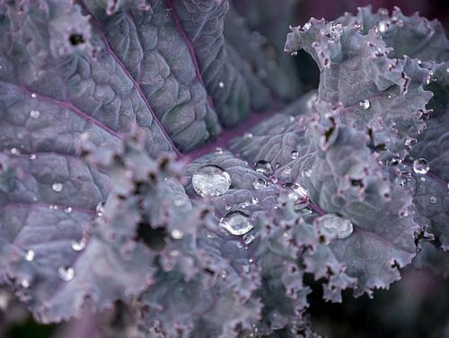Water droplets on cabbage