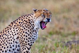 Gähnender Gepard von Peter Michel