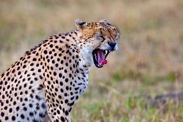 Yawning Cheetah van Peter Michel