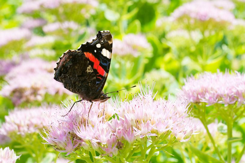 Butterfly by Wim Byl